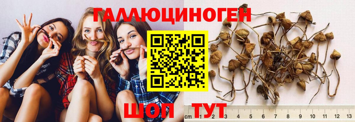 Усть-Джегута  Псилоцибиновые грибы Cubensis  Псилоцибиновые грибы Psilocybine cubensis  Вход с VPN 